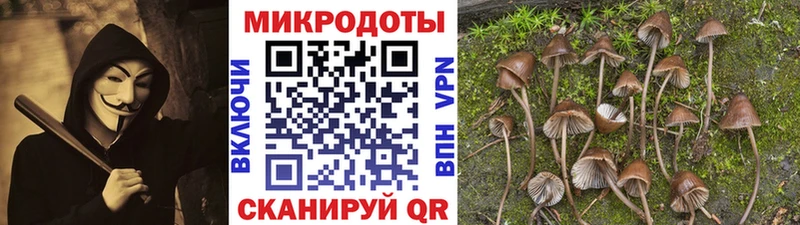 где купить   Себеж  Псилоцибиновые грибы прущие грибы 